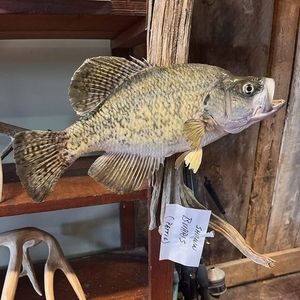 Meet your Posher, Shawn